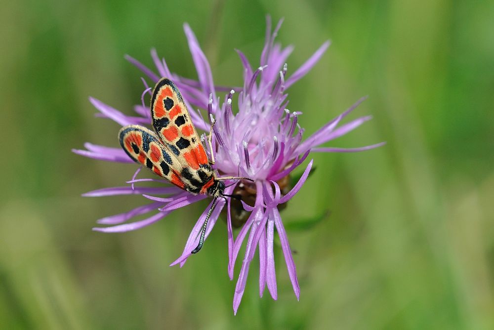 Bergkronwicken-Widderchen (Zygaena fausta)