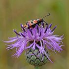 Bergkronwicken-Widderchen (Zygaena fausta) (1/3) ...