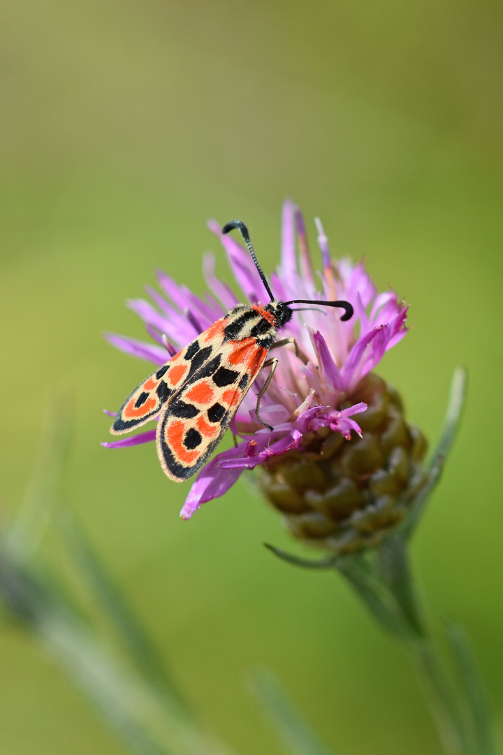 Bergkronwicken-Widderchen (Zygaena fausta); (1/4)