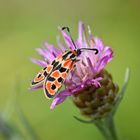 Bergkronwicken-Widderchen (Zygaena fausta); (1/4)