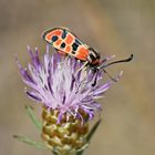 Bergkronwicken-Widderchen (Zygaena fausta) (2/2)