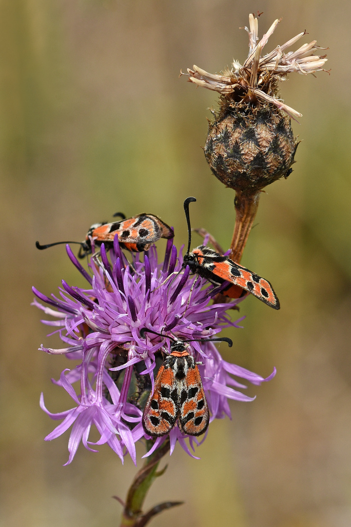 Bergkronwicken-Widderchen (Zygaena fausta) (3/3) ...