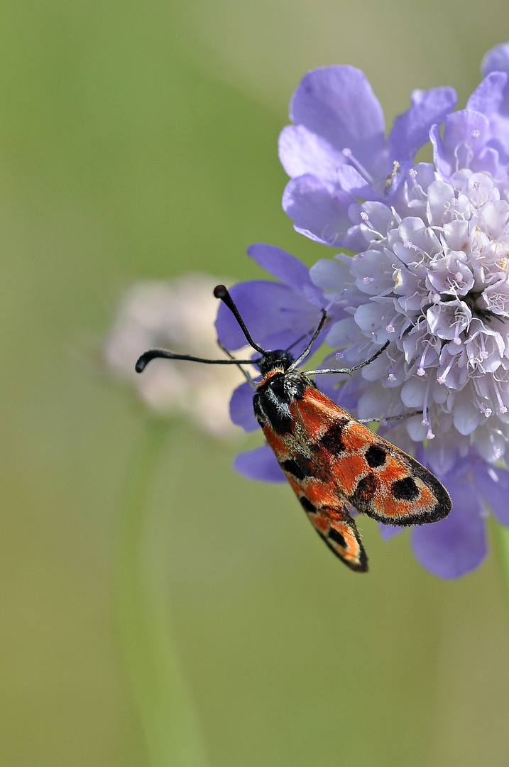 Bergkronwicken-Widderchen (Zygaena fausta)