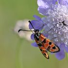 Bergkronwicken-Widderchen (Zygaena fausta)