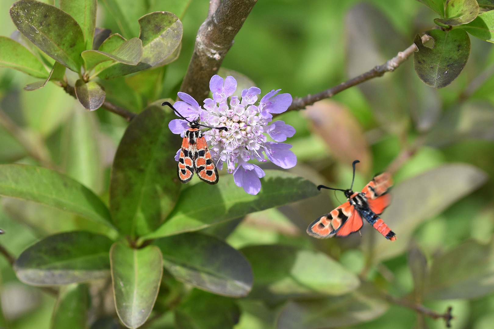 Bergkronwicken-Widderchen (Zygaena fausta); (4/4)