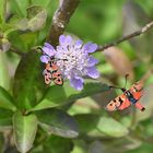 Bergkronwicken-Widderchen (Zygaena fausta); (4/4)