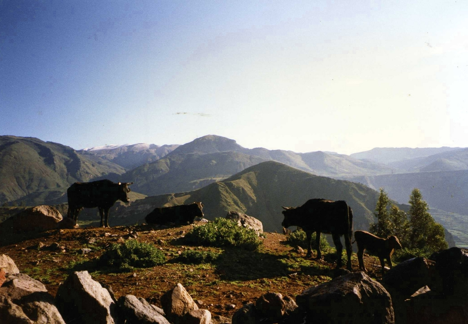 Bergkühe in Peru -:)