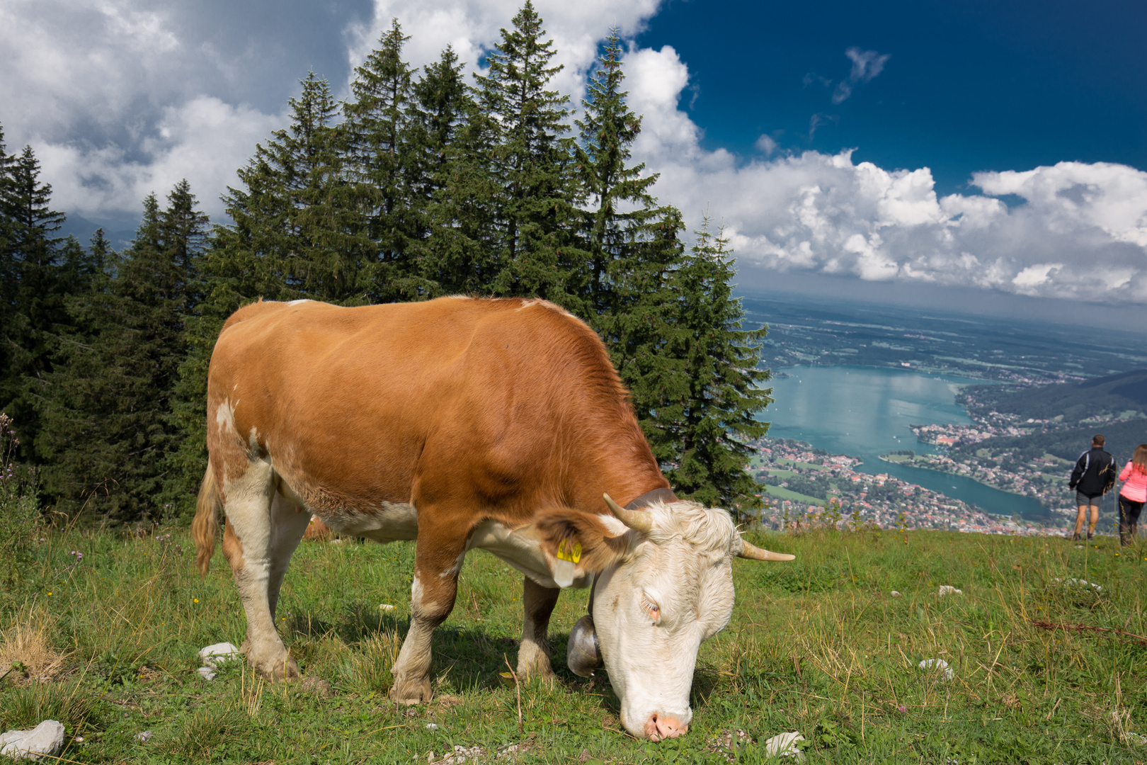 Bergkuh am Walberg