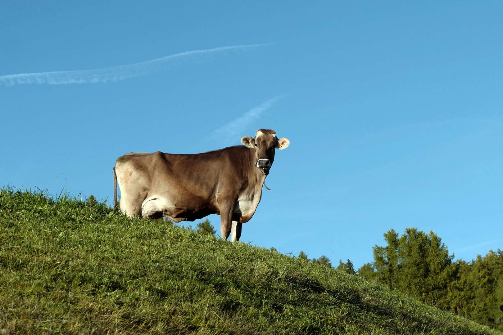 Bergkuh hat unterschiedlich lange Beine