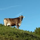 Bergkuh hat unterschiedlich lange Beine