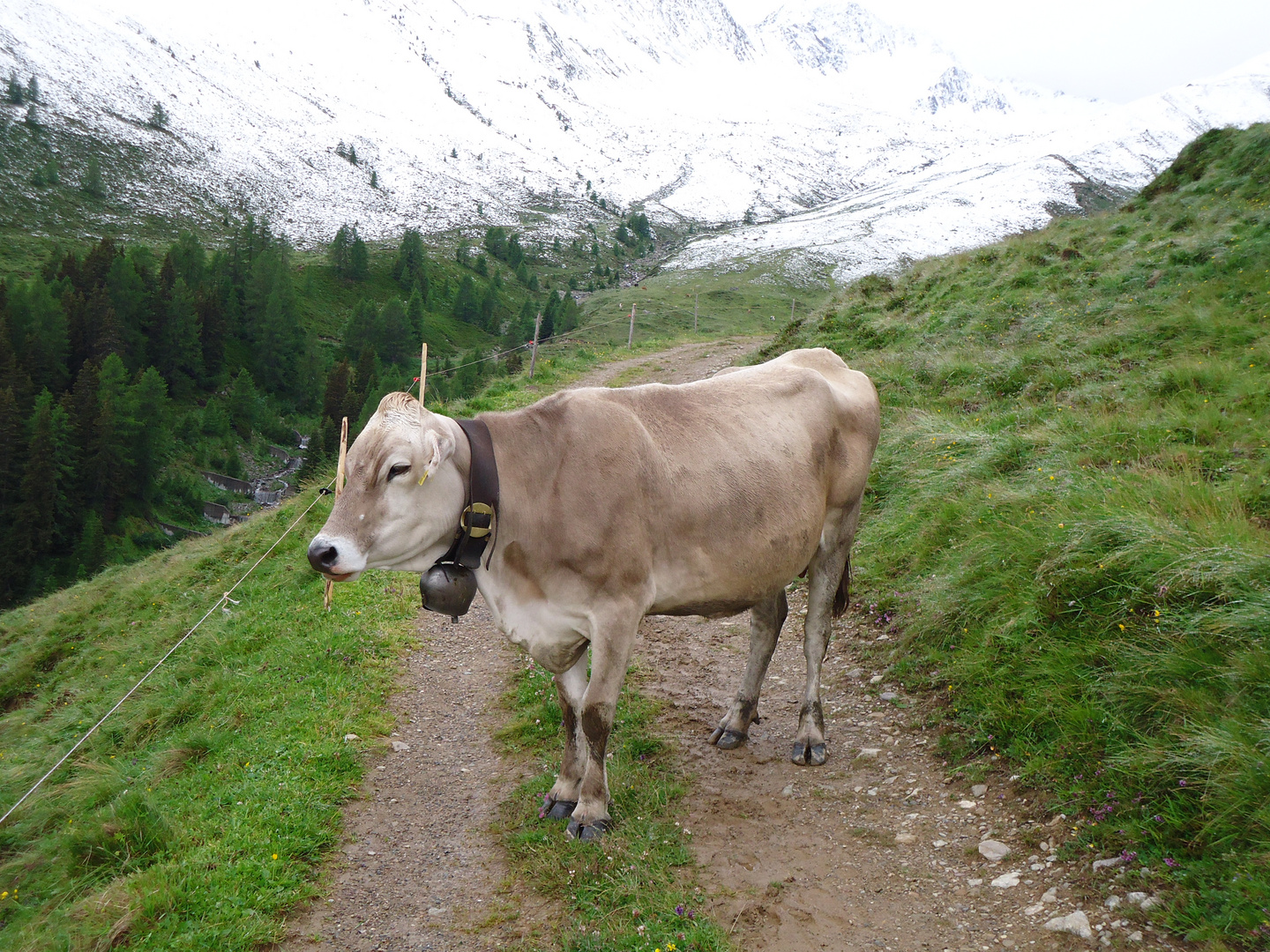 Bergkuh im Weg