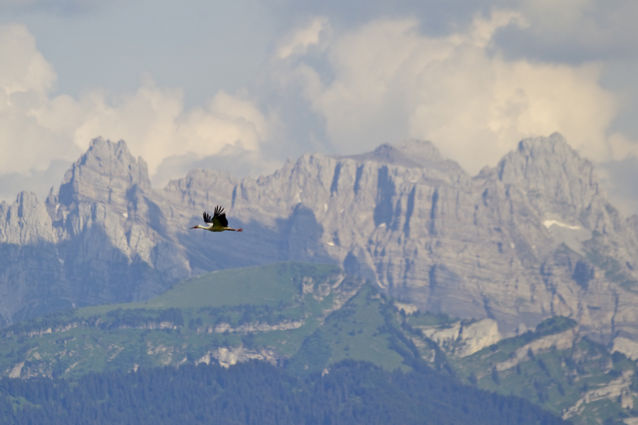 Bergkulisse mit ungewöhnlichem Besucher