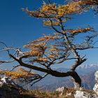 Berglärche im Herbst