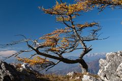 Berglärche im Herbst