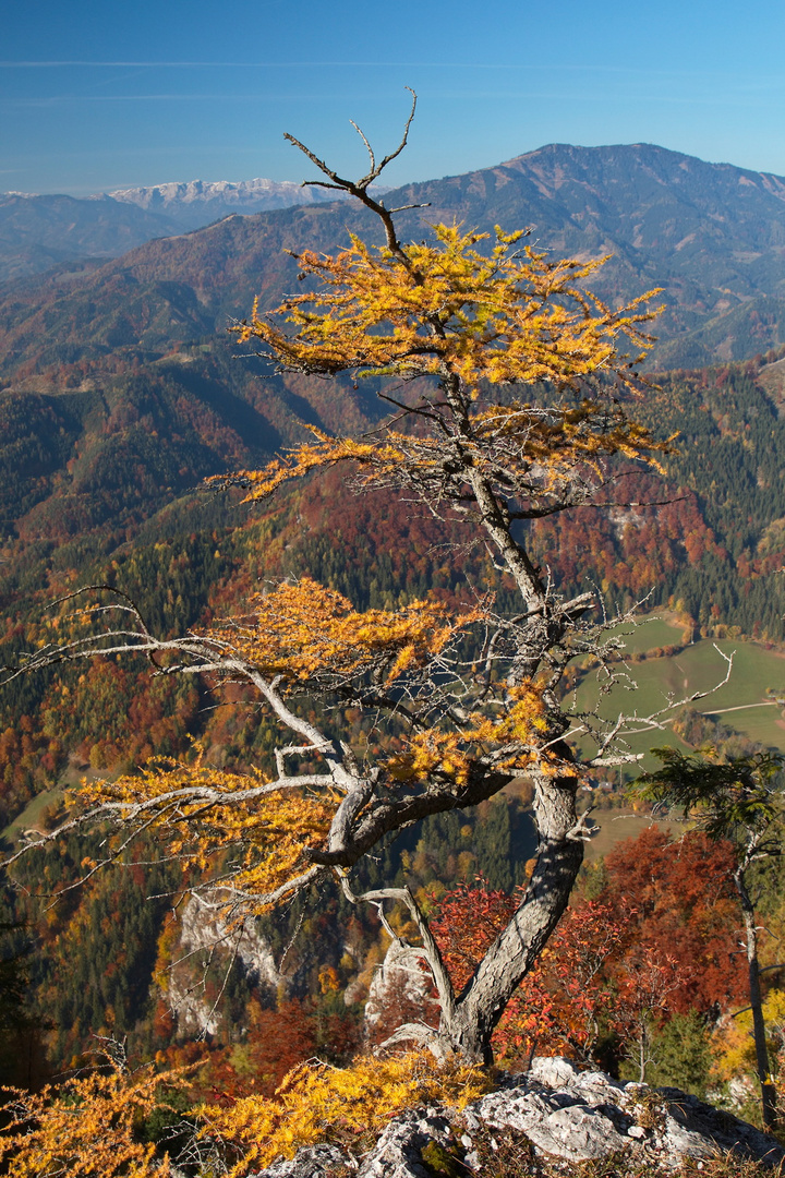 Berglärche im Herbst II