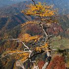 Berglärche im Herbst II