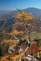 Berglärche im Herbst II