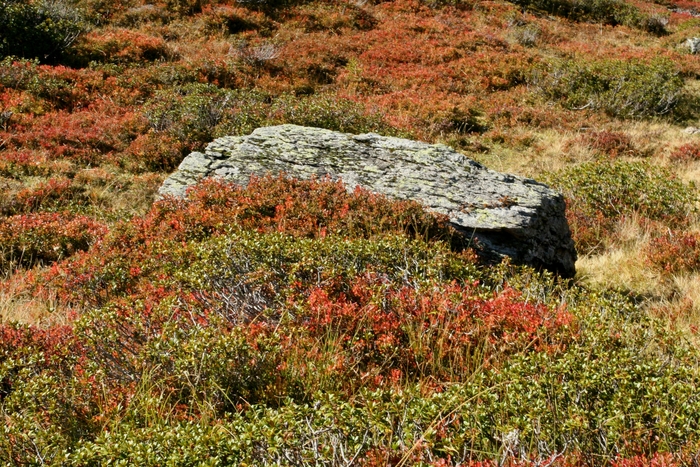 Berglandschaft im Herbstgewand (Berner Oberland / Schweiz)