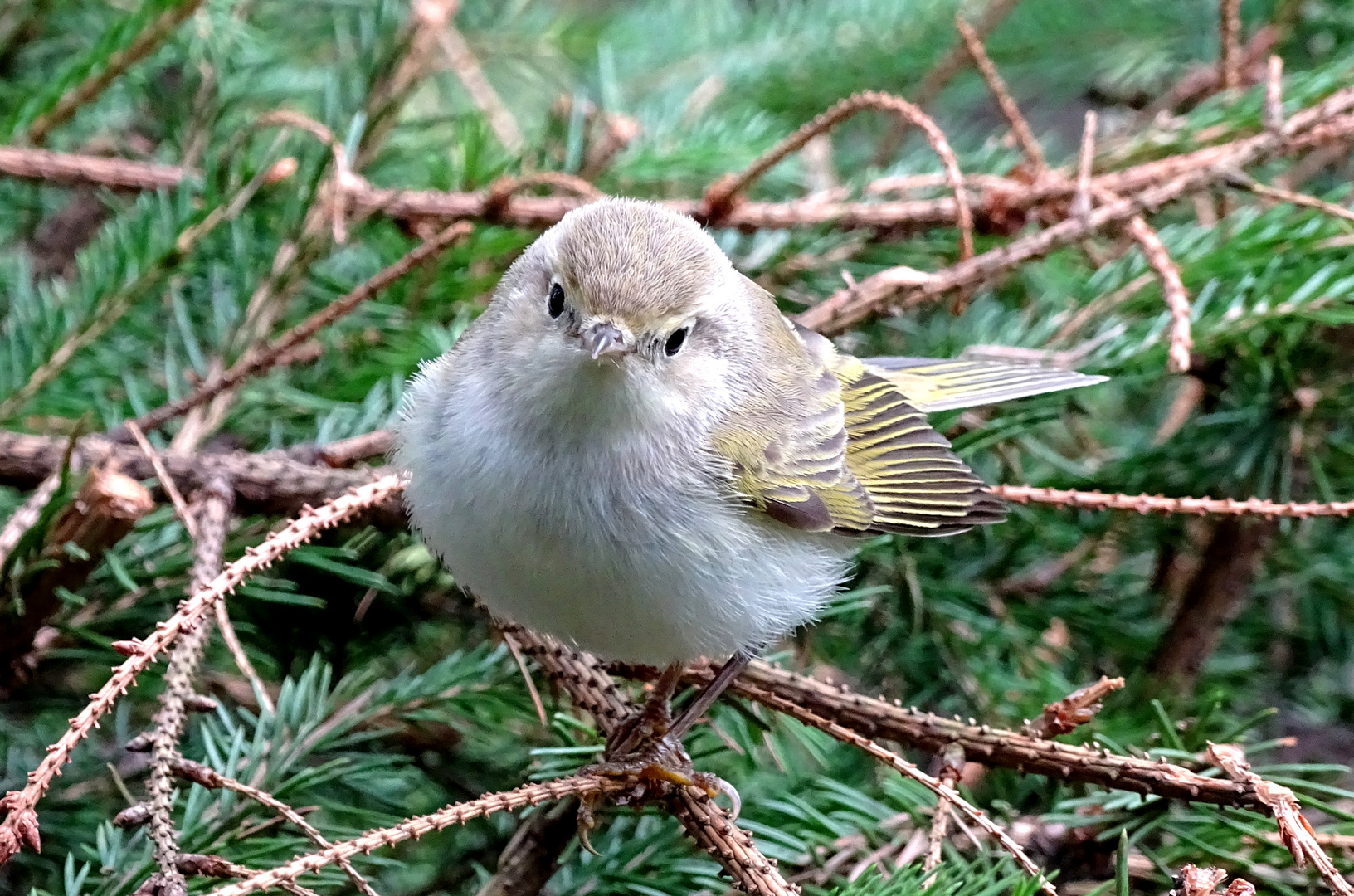 Berglaubsänger