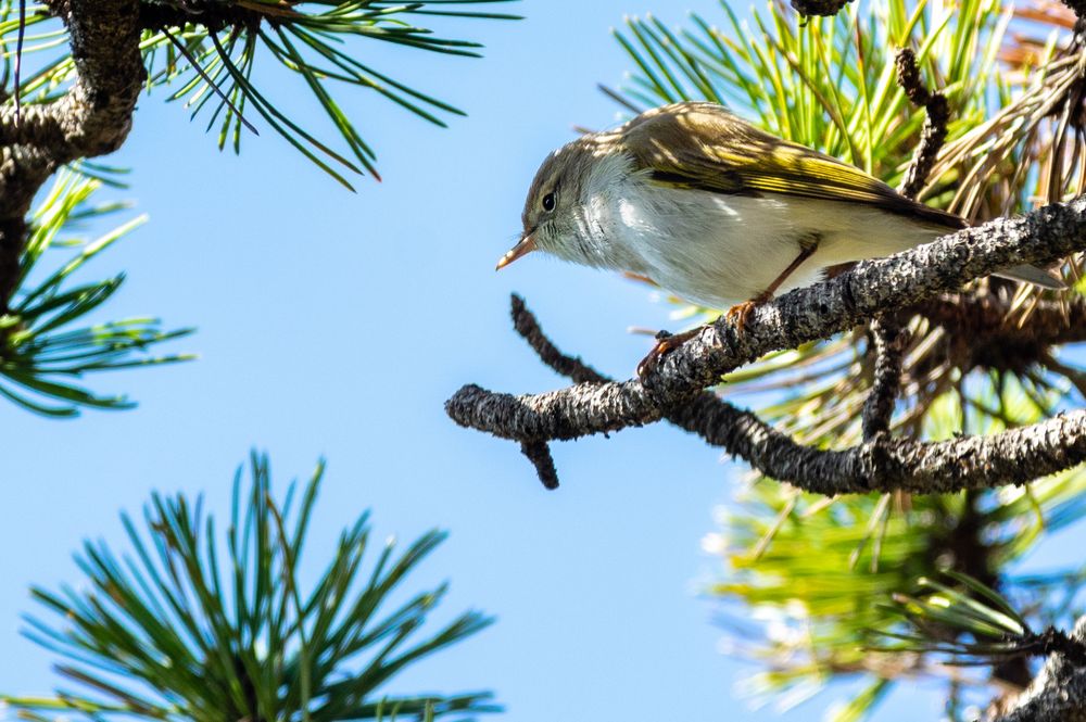 Berglaubsänger 2