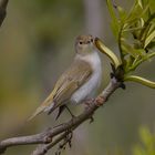 Berglaubsänger