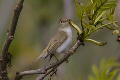 Berglaubsänger