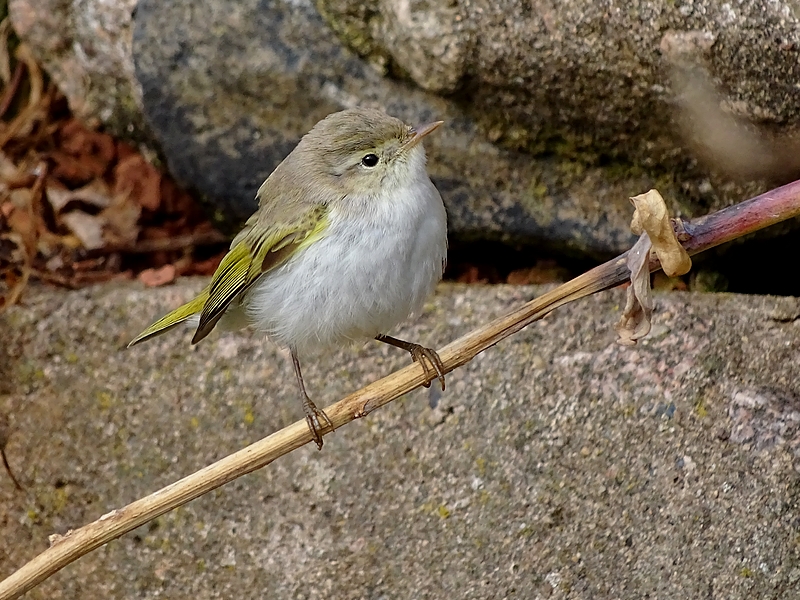 Berglaubsänger