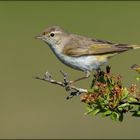 Berglaubsänger