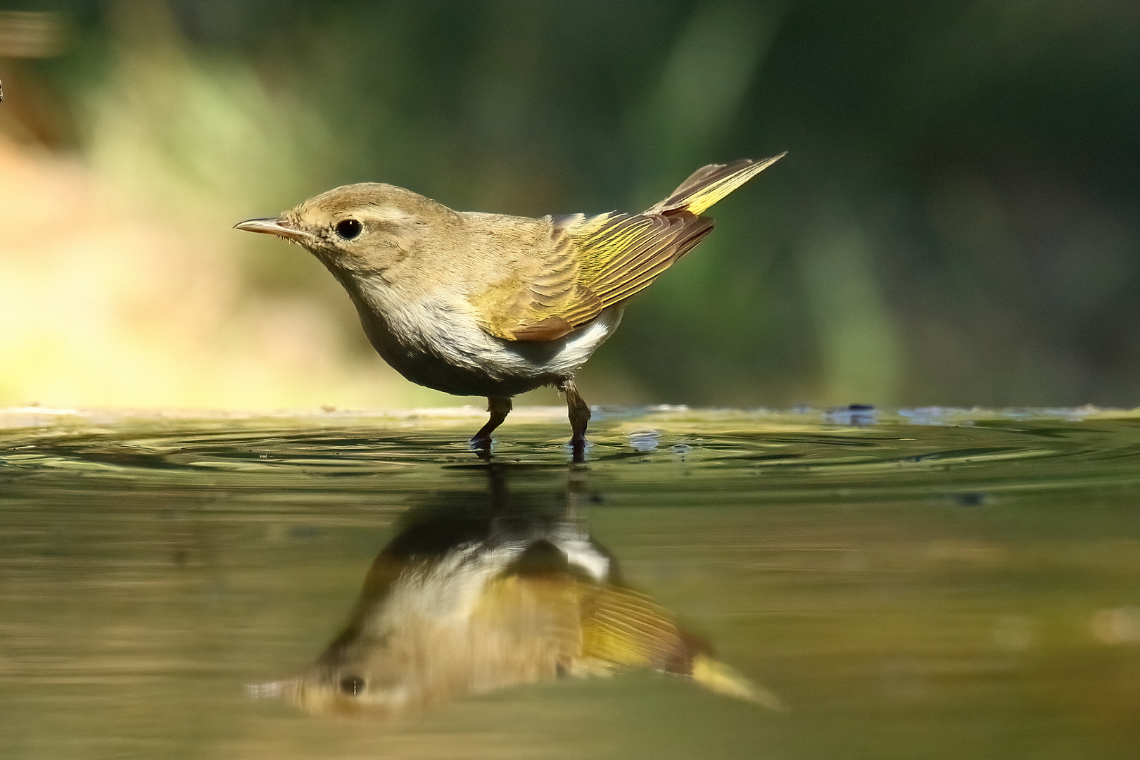 Berglaubsänger