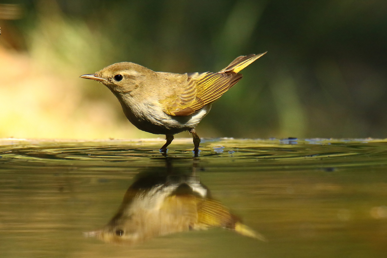 Berglaubsänger