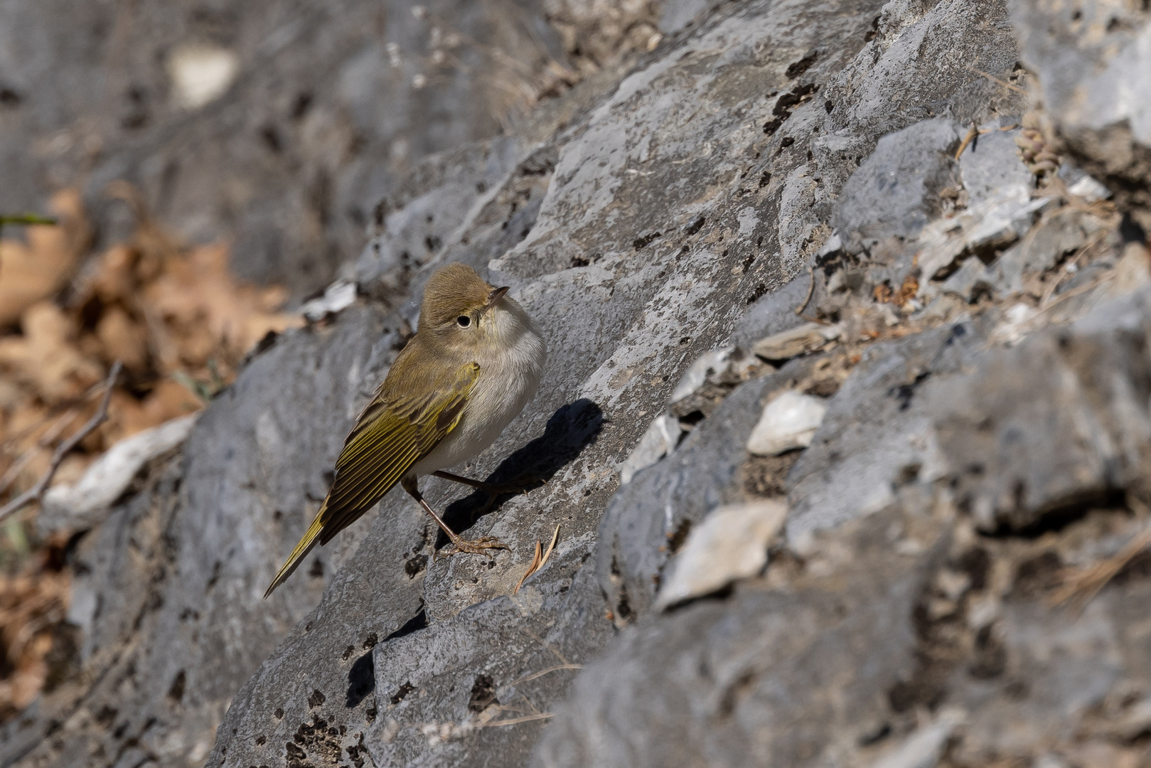 Berglaubsänger (Phylloscopus bonelli)