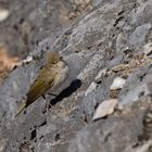 Berglaubsänger (Phylloscopus bonelli)