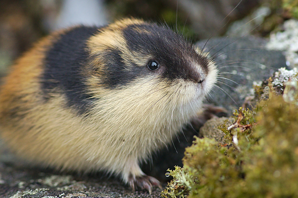 Berglemming (Lemmus lemmus) Foto & Bild tiere, wildlife, säugetiere