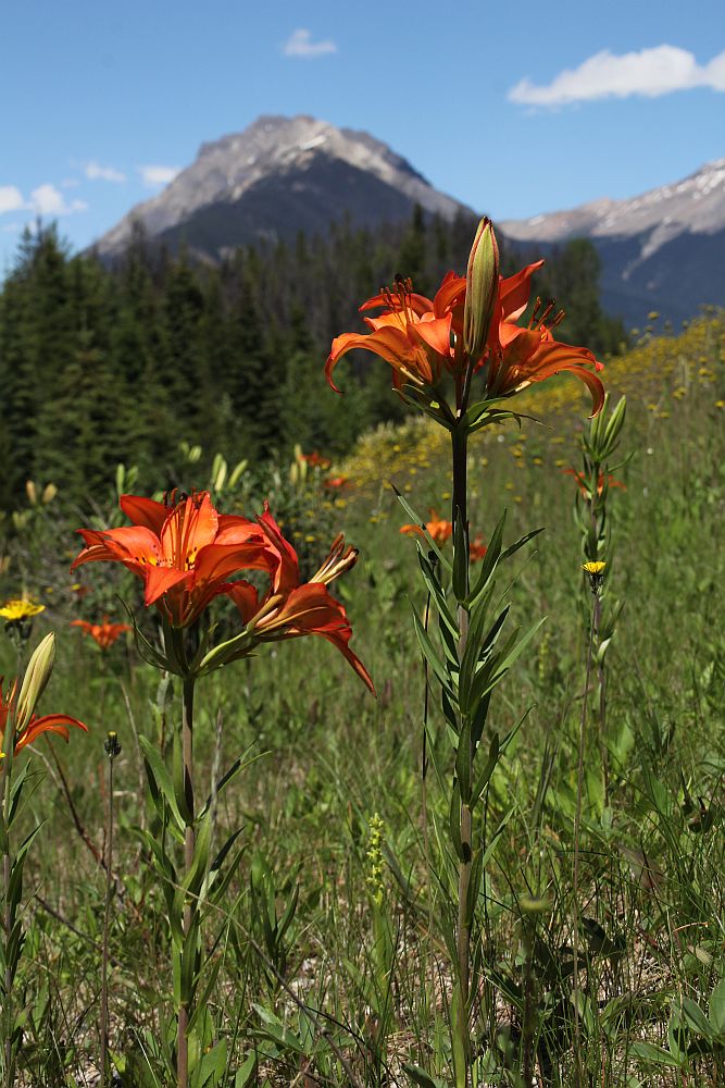 Berglilie, Mountain Lilly (Lilium philadelphicum var. philadelphicum)...