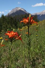 Berglilie, Mountain Lilly (Lilium philadelphicum var. philadelphicum)...