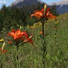 Berglilie, Mountain Lilly (Lilium philadelphicum var. philadelphicum)...