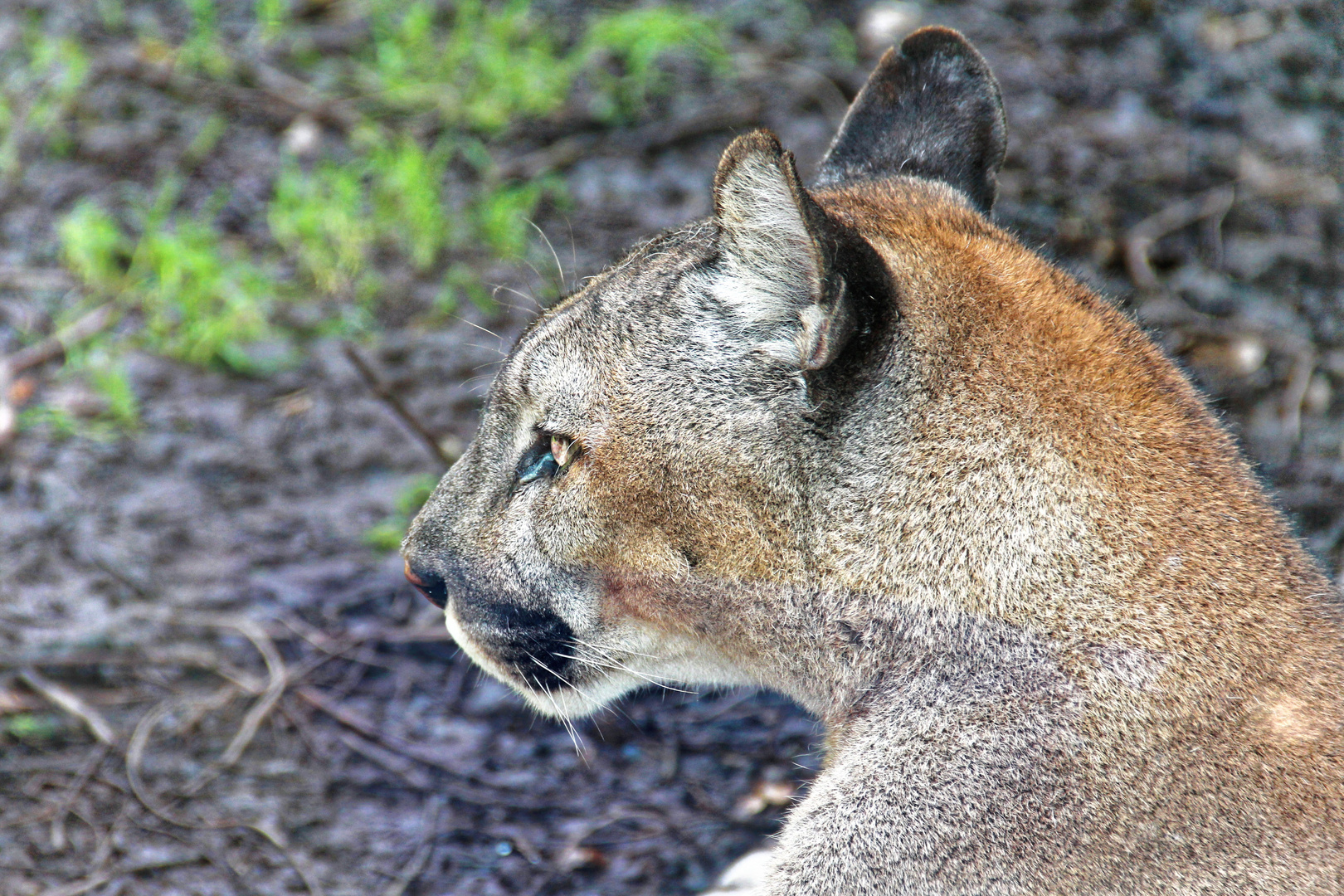 Berglöwe (Puma Concolor)?