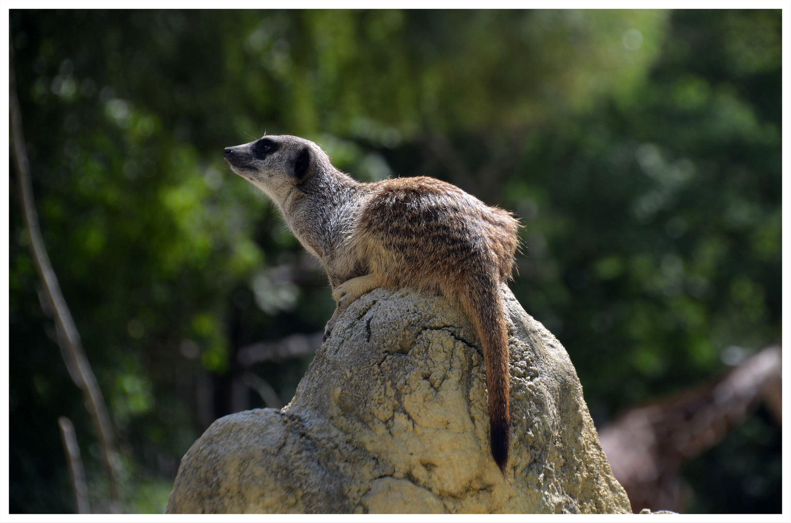 Bergmännchen