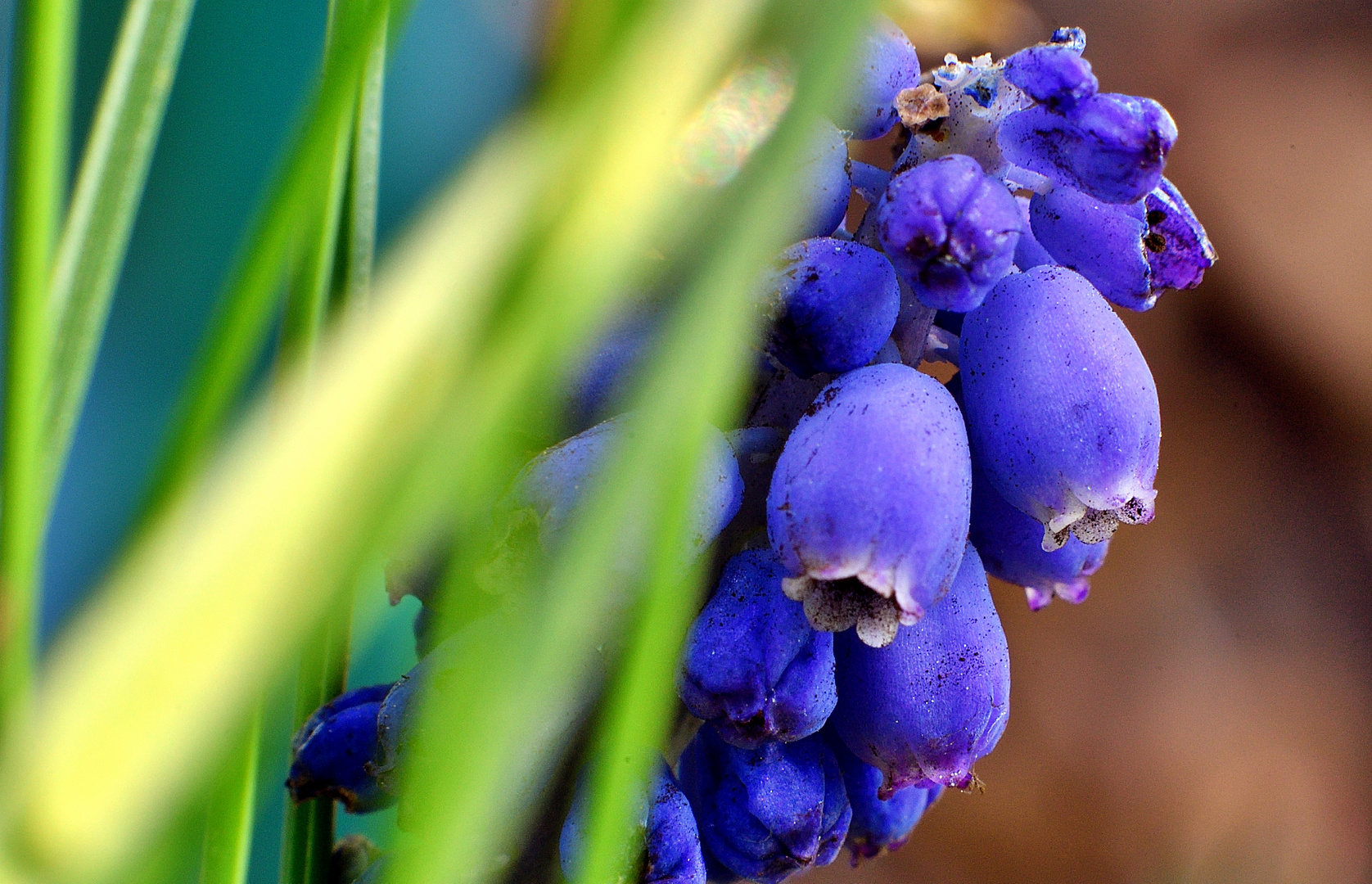 Bergmännchen, Bauernbübchen oder Muscari