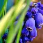 Bergmännchen, Bauernbübchen oder Muscari