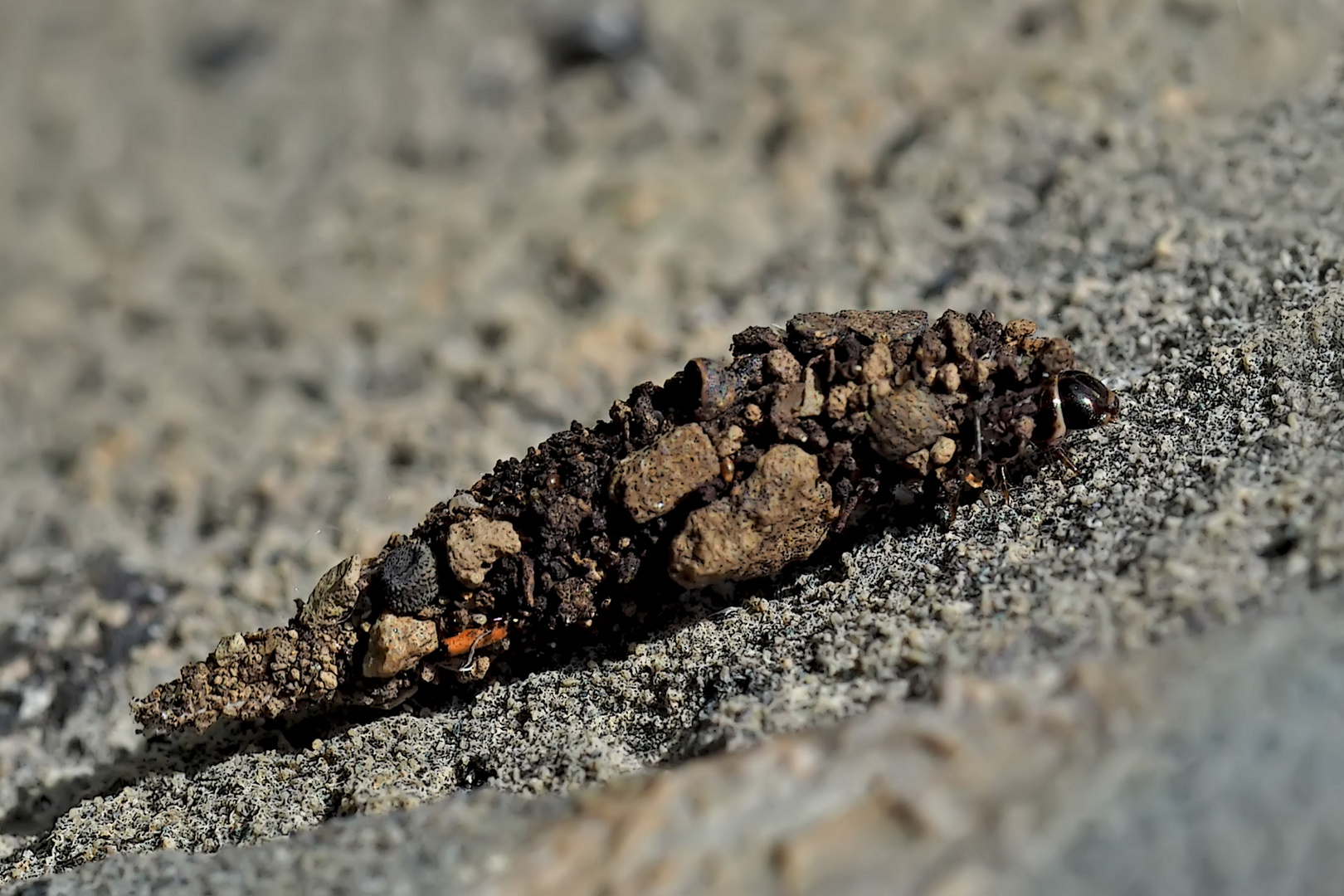 Bergmagerrasen-Sackträger (Typhonia ciliaris) - Présentation de Typhonia ciliaris...