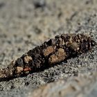 Bergmagerrasen-Sackträger (Typhonia ciliaris) - Présentation de Typhonia ciliaris...