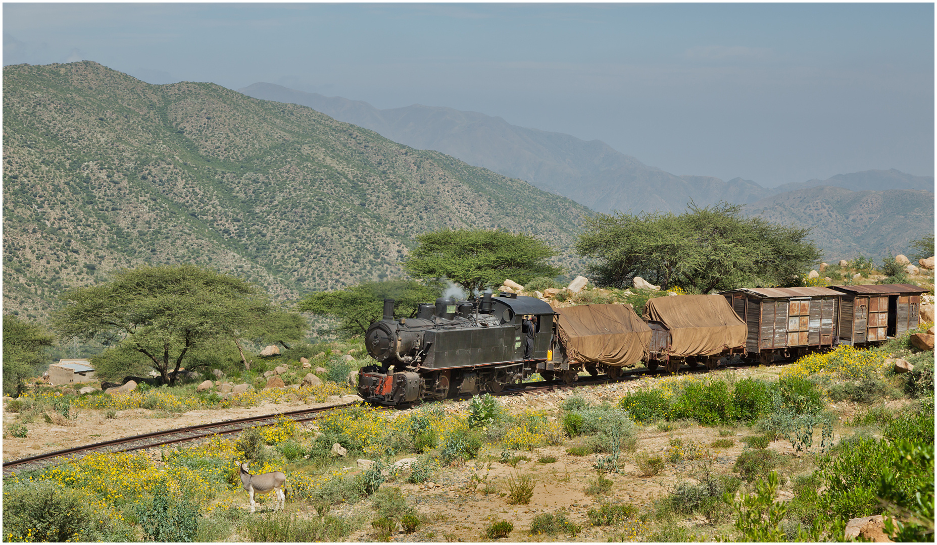 Bergmallets in Eritrea LXIX