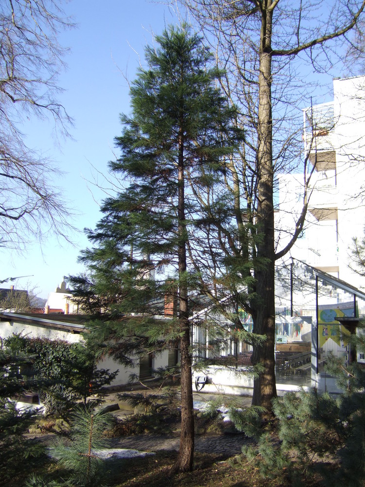 Bergmammutbaum Im Botanischen Garten Gera Foto Bild Pflanzen