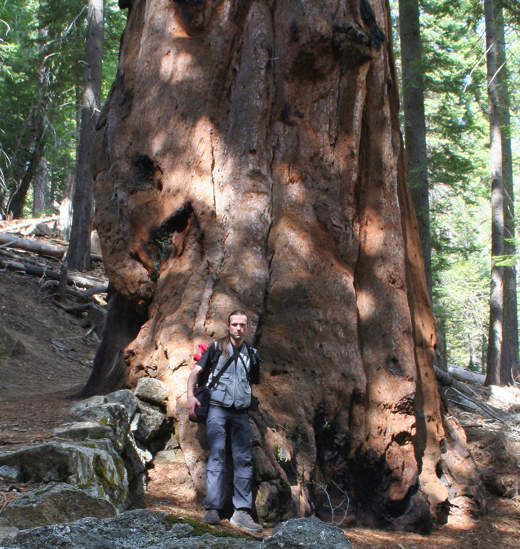 Bergmammutbaum-Yosemite NP