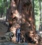 Bergmammutbaum-Yosemite NP von marcus rydzy 