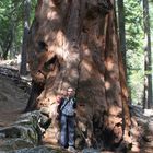 Bergmammutbaum-Yosemite NP