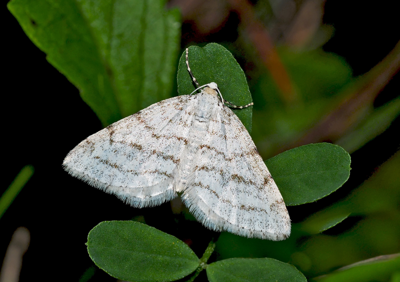 Bergmatten-Kräuterspanner (Perizoma verberata) - Larentie rupestre