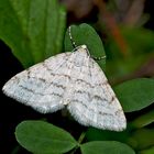 Bergmatten-Kräuterspanner (Perizoma verberata) - Larentie rupestre