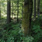 Bergmischwald in Oberbayern